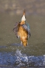 C1394-Kingfisher_style  Wales.jpg